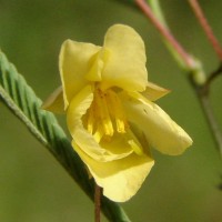 Chamaecrista mimosoides (L.) Greene